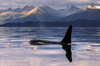 Orca Whale Surfacing in Lynn Canal Fine Art Print by John Hyde