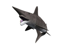 Helicoprion Bessonovi Fine Art Print by Nobumichi Tamura