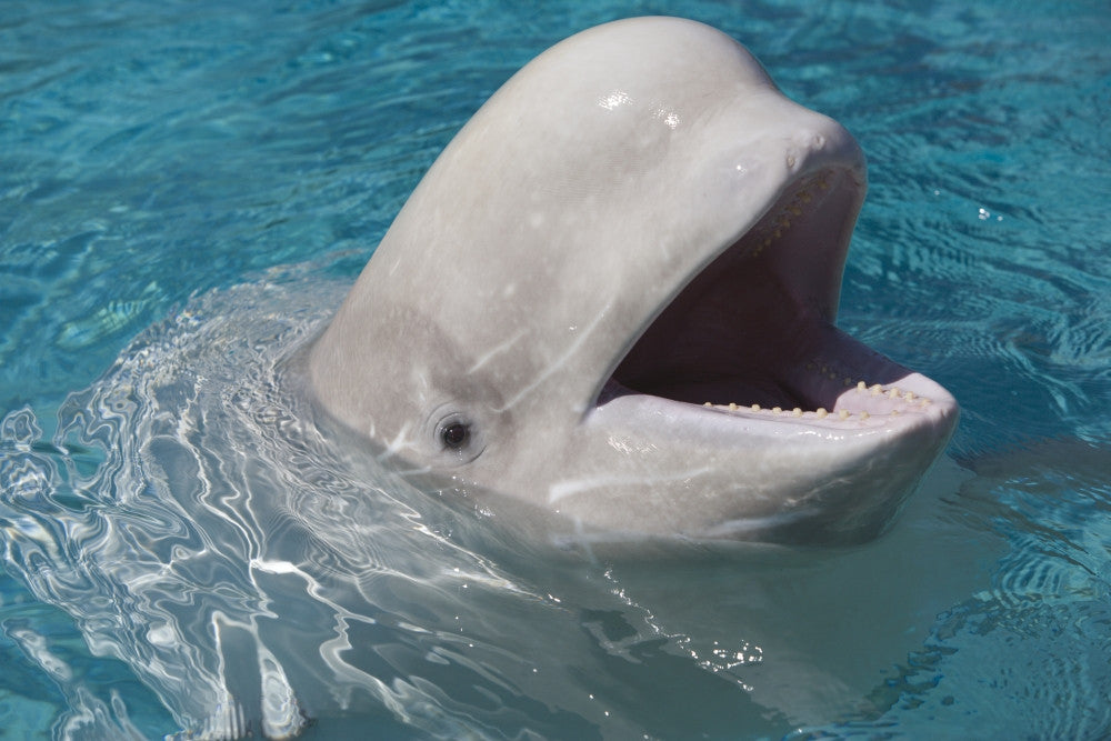 Beluga Whale in Captivity Fine Art Print - Marineland, Canada