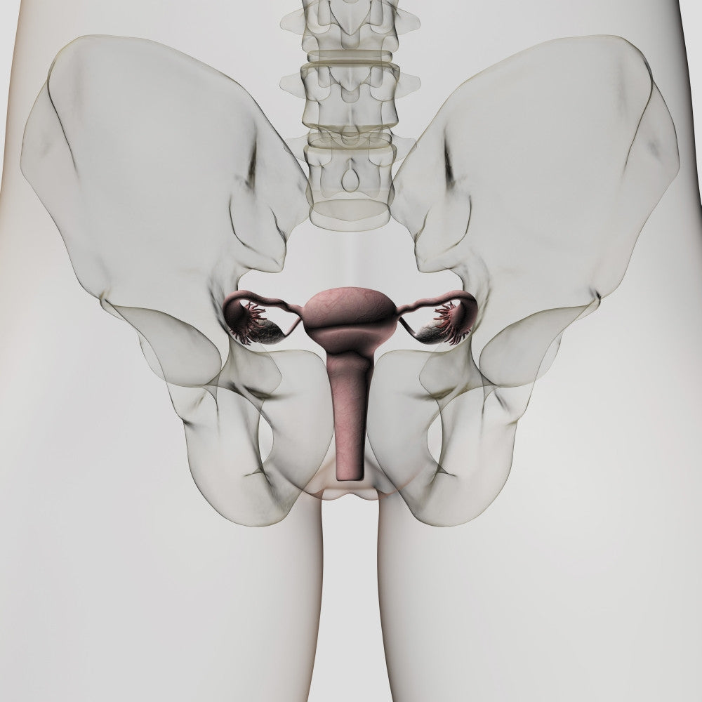 Three Dimensional View of Female Reproductive System Poster Print