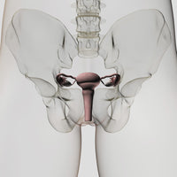 Three Dimensional View of Female Reproductive System Poster Print