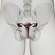 Three Dimensional View of Female Reproductive System Poster Print