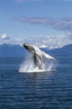 Humpback Whale Breaching Fine Art Print by Tom Soucek