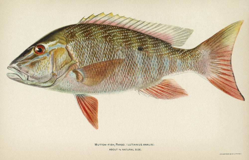 Mutton Snapper Fine Art Print - Lithograph by Julius Bien, 1903