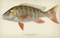 Mutton Snapper Fine Art Print - Lithograph by Julius Bien, 1903
