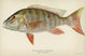 Mutton Snapper Fine Art Print - Lithograph by Julius Bien, 1903