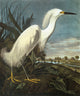 Snowy Egret Fine Art Print from Audubon's 'The Birds of America'