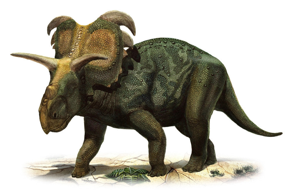 Medusaceratops lokii Dinosaur Poster Print from the Late Cretaceous