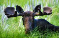 Moose Sitting in a Green Field of Grass Fine Art Print