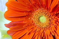 Extreme Close-Up Orange Gerber Daisy Fine Art Print by Lorna Rande