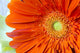 Extreme Close-Up Orange Gerber Daisy Fine Art Print by Lorna Rande