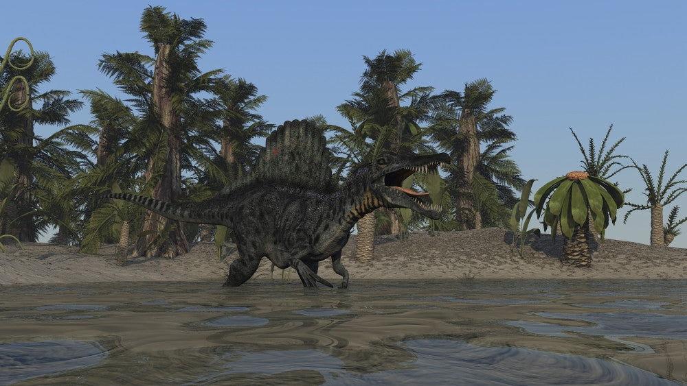 Spinosaurus Hunting for Food in Prehistoric Waters Poster Print