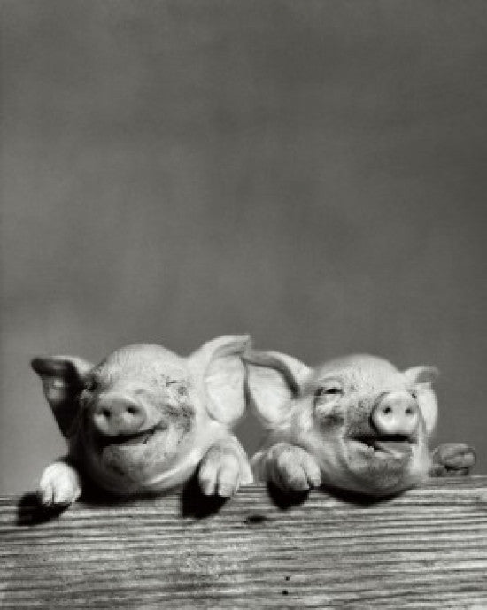 Portrait of Two Pigs Fine Art Print - Customizable Sizes