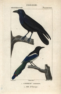 Raven and Magpie Fine Art Print by Florilegius / Mary Evans