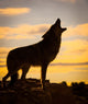 Coyote Howling at Sunset Fine Art Print by Marg Wood