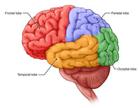 Lobes of the Brain Fine Art Print by Evan Oto | Science Source