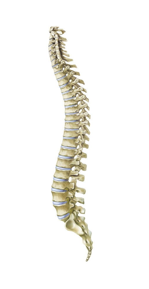 Human Spine Side View Fine Art Print by TriFocal Communications