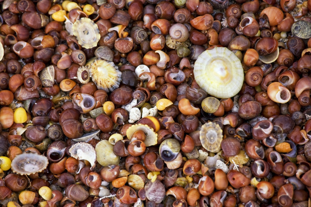 Sea Shells Fine Art Print - Elegant Coastal Decor