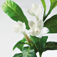 Close-Up of Jasmine Plant in Bloom Fine Art Print