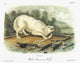 Audubon: White Wolf Fine Art Print - Lithograph by John Woodhouse Audubon