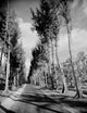 USA, Florida, Jupiter Island Australian Pines Art Print