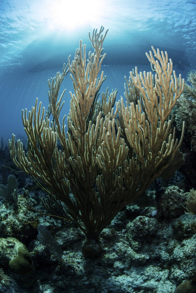 Sunlit Gorgonian Coral Reef Fine Art Print from the Caribbean