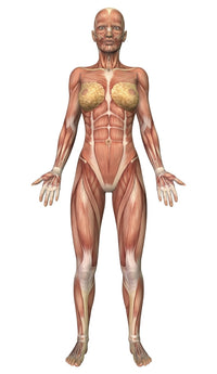 Female Muscular System Fine Art Print - Front View