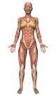Female Muscular System Fine Art Print - Front View
