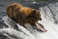 A Brown Bear Catching Salmon Fine Art Print by Nick Dale