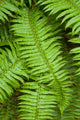 Lush Green Ferns Fine Art Print by Corey Hochachka