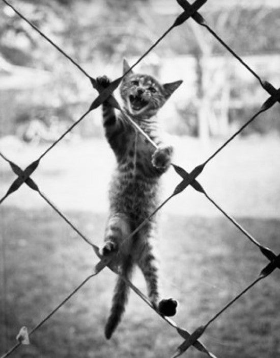 Cat Climbing a Chain-Link Fence Fine Art Print