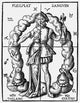 Four Humors Alchemical Representation Fine Art Print - 1574