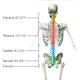 Vertebral Column Fine Art Print - Illustration by Evan Oto