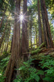 Old Growth Forest with Sunburst Fine Art Print by John Hyde