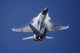 Swiss Air Force F-18C Fine Art Print - 9G Pull-Up by Timm Ziegenthaler