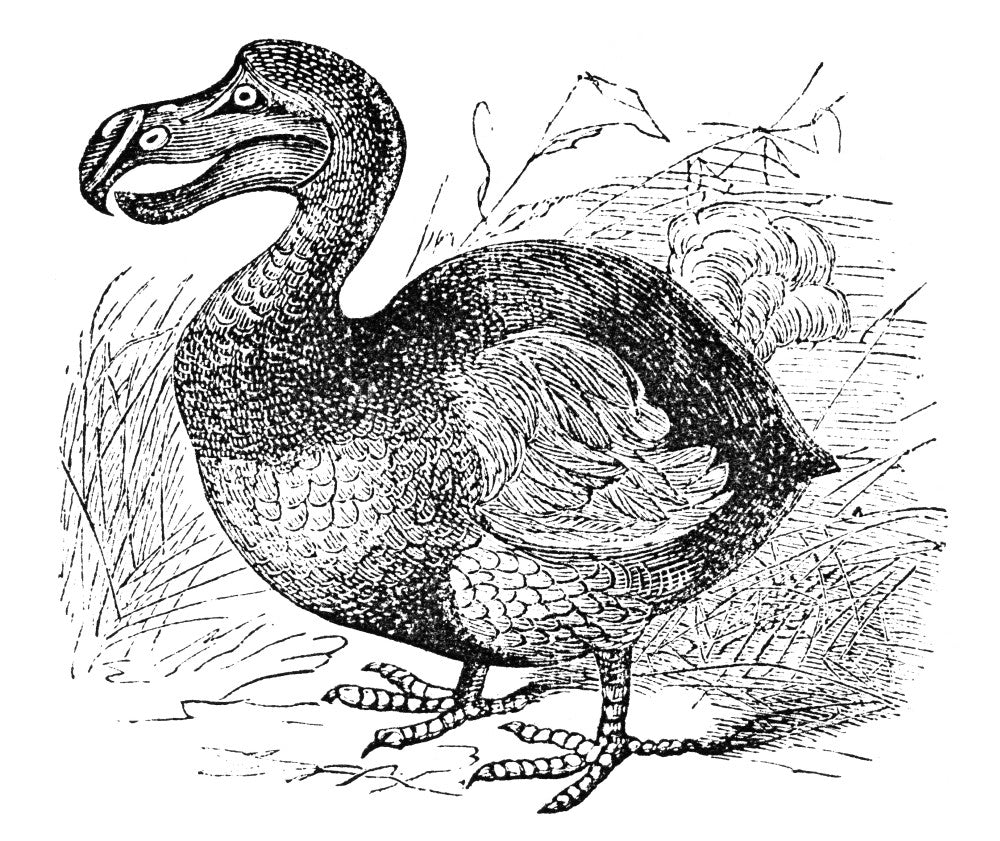 Mauritius Dodo Wood Engraving Fine Art Print - 1879 by Granger Collection