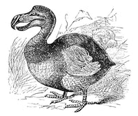 Mauritius Dodo Wood Engraving Fine Art Print - 1879 by Granger Collection