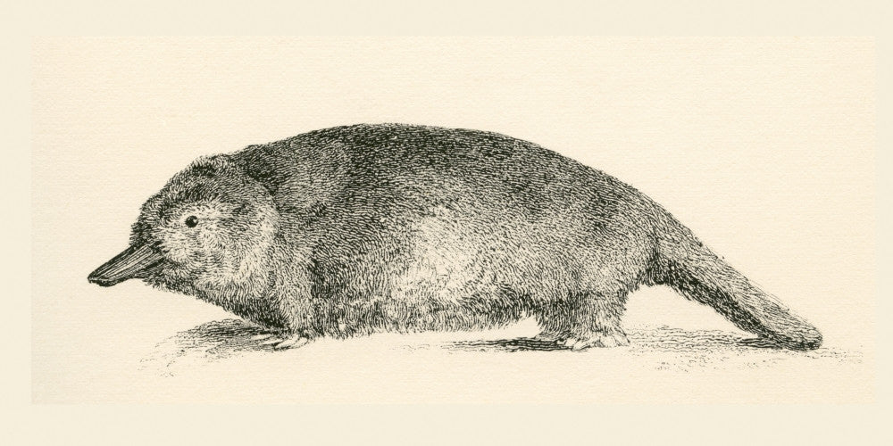 Australian Duck-billed Platypus Fine Art Print - c.1890