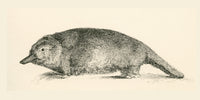 Australian Duck-billed Platypus Fine Art Print - c.1890