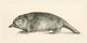 Australian Duck-billed Platypus Fine Art Print - c.1890