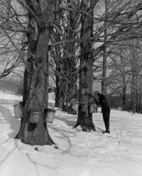 Sugar Maples Fine Art Print - Man Collecting Maple Syrup in Massachusetts
