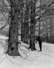 Sugar Maples Fine Art Print - Man Collecting Maple Syrup in Massachusetts
