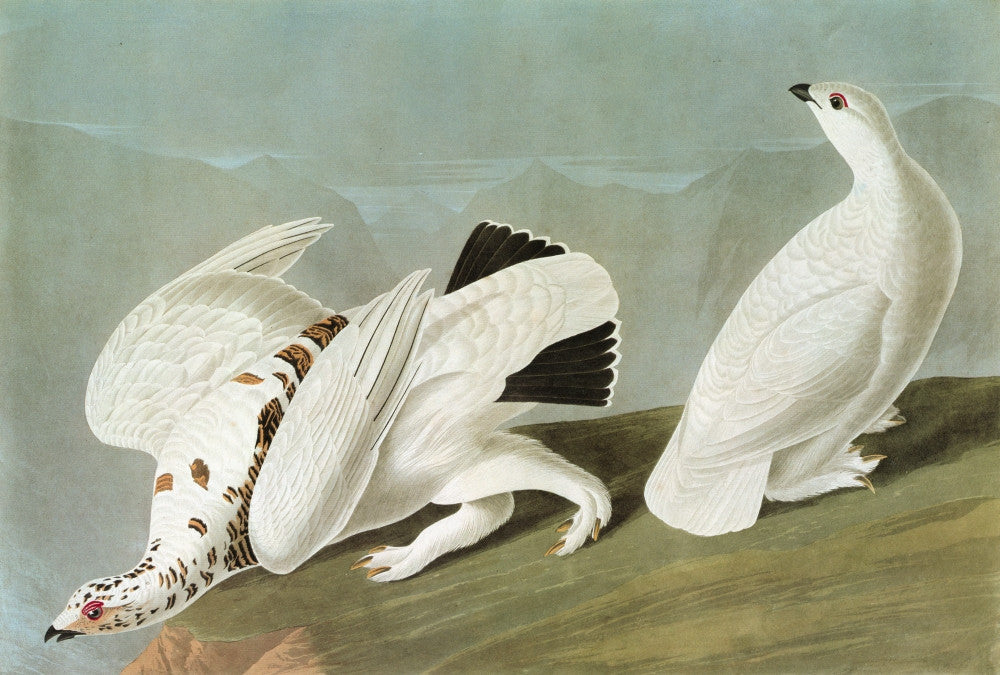 Audubon: Ptarmigan Fine Art Print - Engraving by John James Audubon