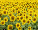 Sunflower 37 Fine Art Print by Greg Murphy - 16x20
