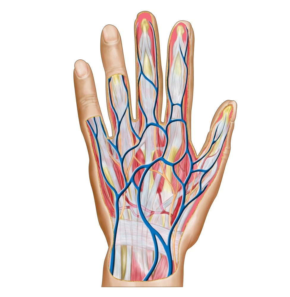 Anatomy of the Human Hand Poster Print - Fine Art by StockTrek Images