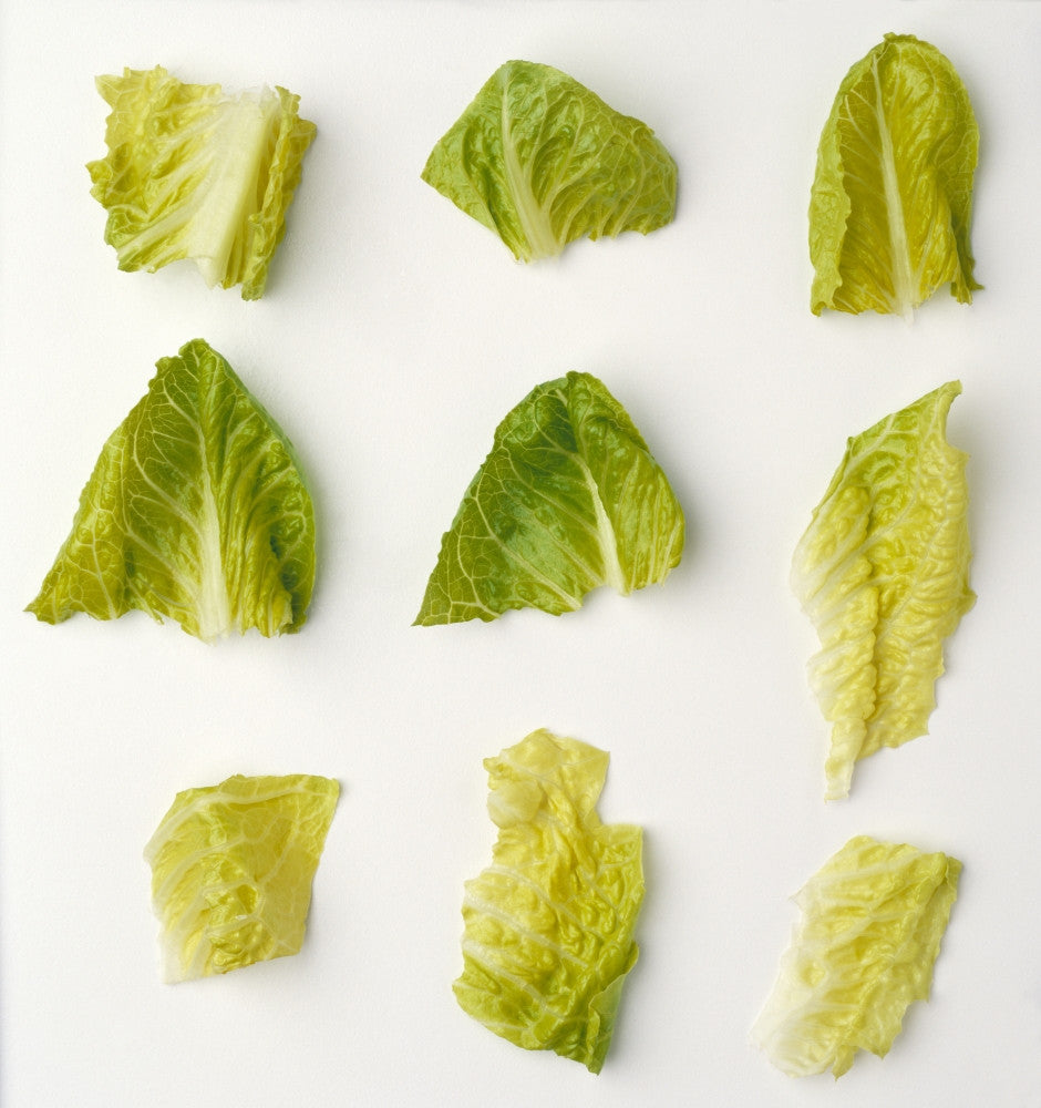 Chopped Romaine Lettuce Fine Art Print - Agriculture Theme