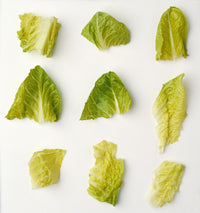 Chopped Romaine Lettuce Fine Art Print - Agriculture Theme