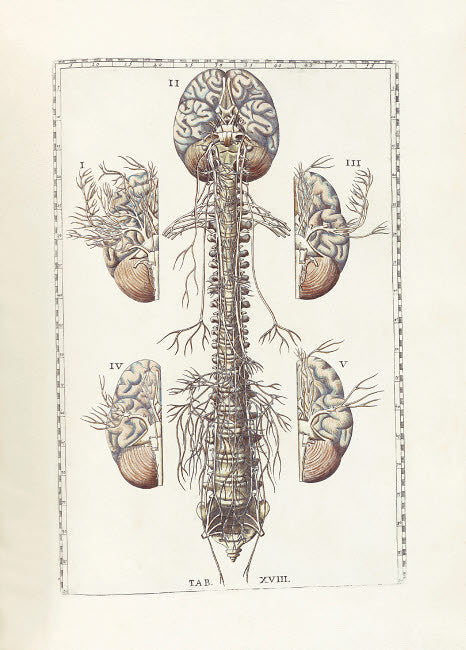 The Science of Human Anatomy Fine Art Print by Bartholomeo Eustachi