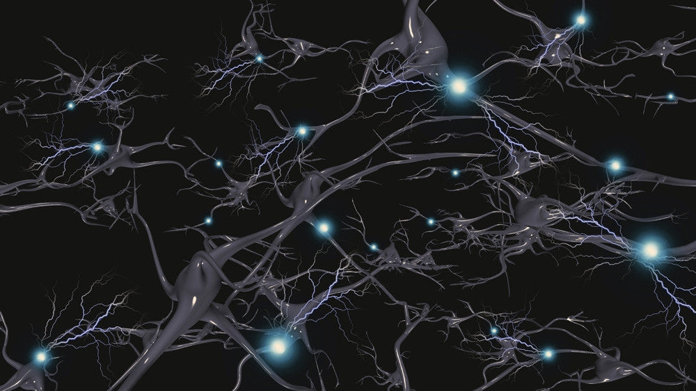 Brain Cells with Electrical Firing Fine Art Print by Bruce Rolff