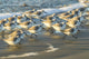 Sanderlings Running in the Surf Fine Art Print by Jaynes Gallery